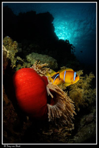 Magnificent anemone and Red Sea anemonefish. by Dray Van Beeck 